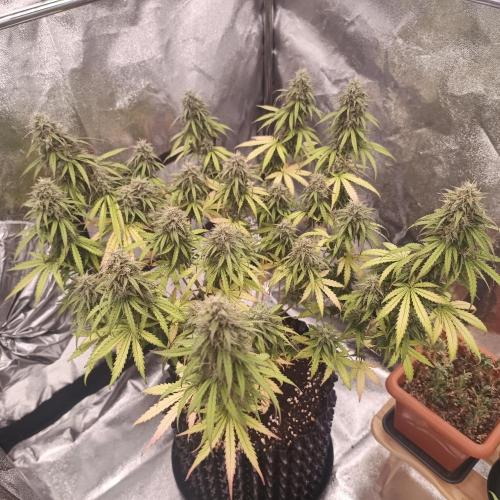 Break-up Cake AUTO 2x - beginner grow. Week 9 - Left pot
