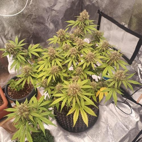 Break-up Cake AUTO 2x - beginner grow. Week 9 - Right pot