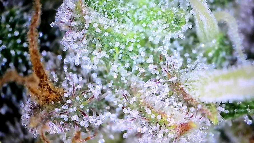 Break-up Cake AUTO 2x - beginner grow. Week 9 - 02. 08.