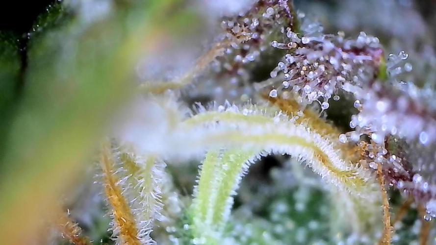 Break-up Cake AUTO 2x - beginner grow. Week 9 - 02. 08.