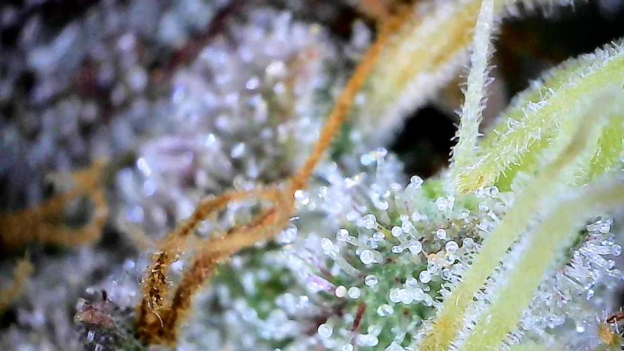Break-up Cake AUTO 2x - beginner grow. Week 9 - 02. 08.