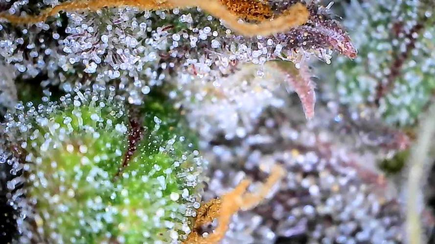 Break-up Cake AUTO 2x - beginner grow. Week 9 - 02. 08.