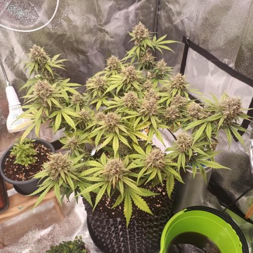 Break-up Cake AUTO 2x - beginner grow. Week 9 - 02. 08. right pot