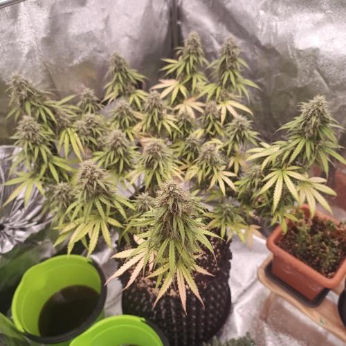 Break-up Cake AUTO 2x - beginner grow. Week 9 - 02. 08. left pot