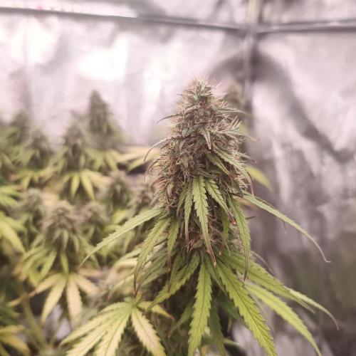Break-up Cake AUTO 2x - beginner grow. Week 9 - 02. 08. left pot close up