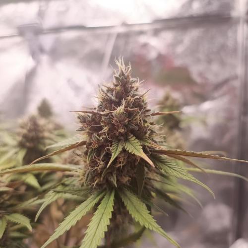 Break-up Cake AUTO 2x - beginner grow. Week 9 - 02. 08. right pot close up