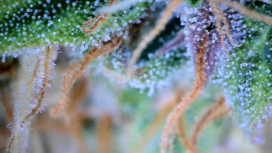 Milky Way F1. Week 9