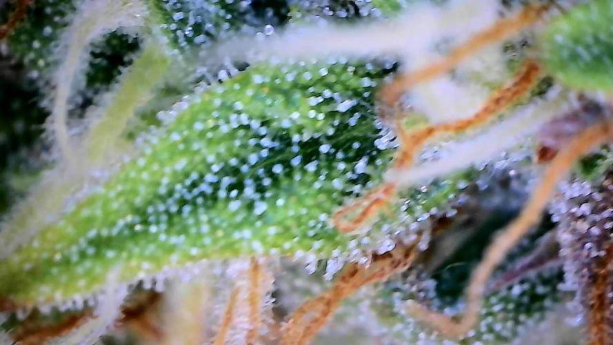 Milky Way F1. Week 9