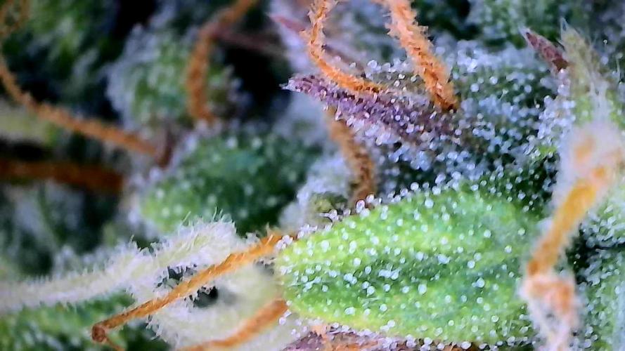 Milky Way F1. Week 9