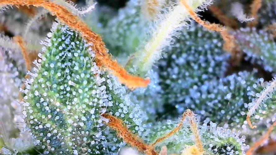 Milky Way F1. Week 9