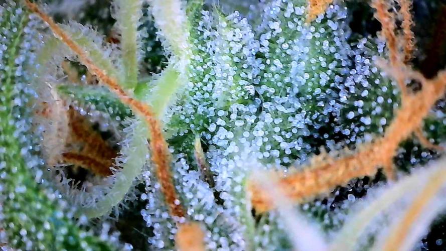 Milky Way F1. Week 9