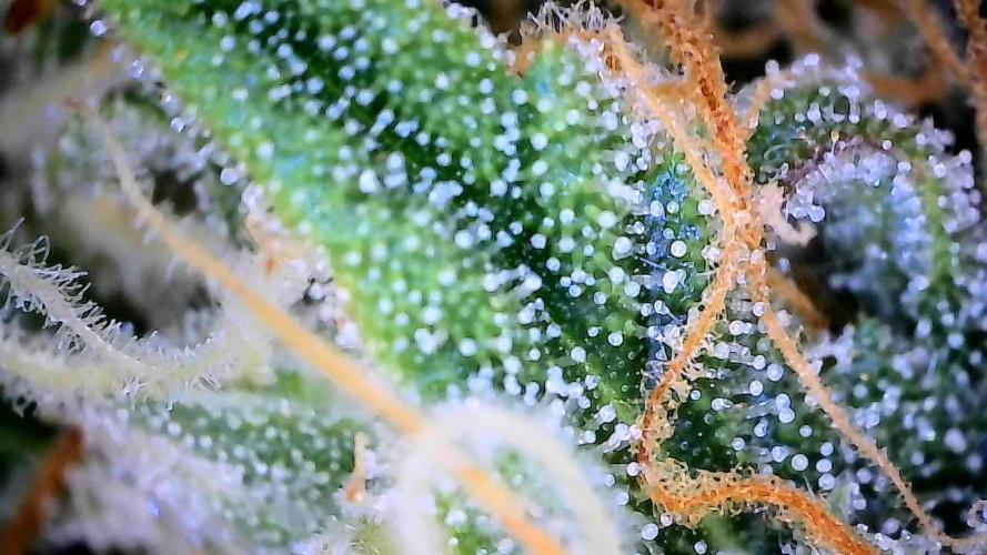Milky Way F1. Week 9