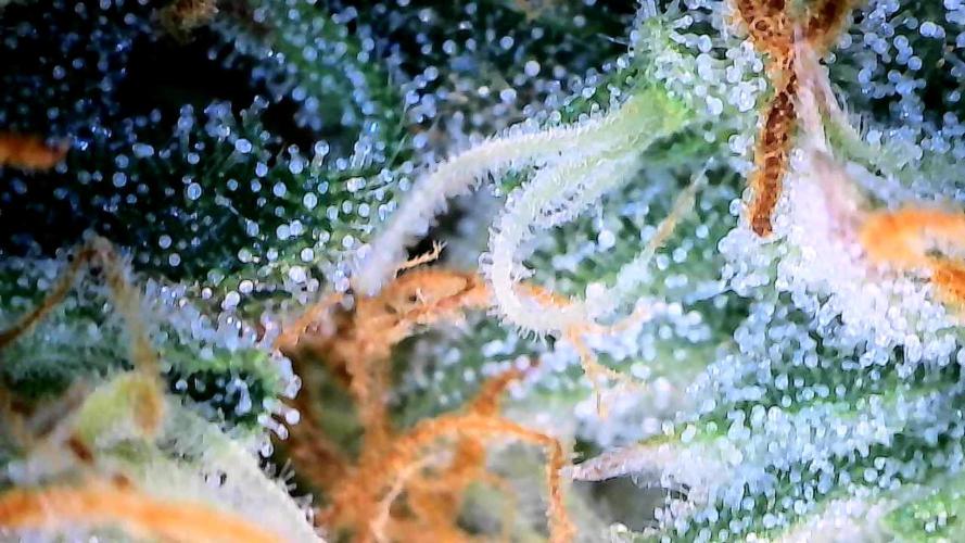 Milky Way F1. Week 9