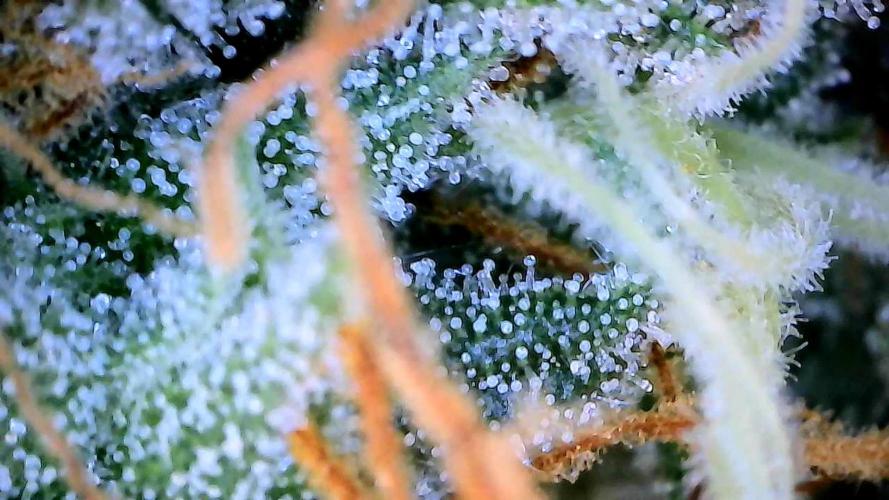 Milky Way F1. Week 9
