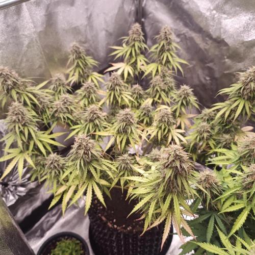 Break-up Cake AUTO 2x - beginner grow. Week 10 - Left pot