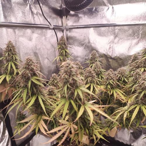 Break-up Cake AUTO 2x - beginner grow. Week 10 - Left pot 07. 08.