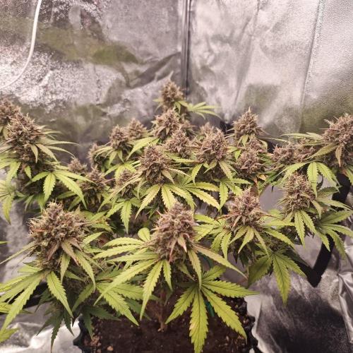 Break-up Cake AUTO 2x - beginner grow. Week 10 - Right pot 07. 08.