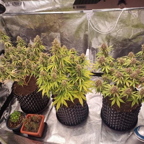 Break-up Cake AUTO 2x - beginner grow. Week 10 - Tent view:
Break-up cake on the sides.
Milky Way in the middle.