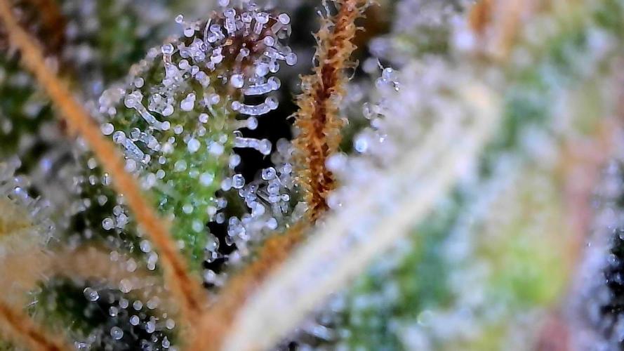 Milky Way F1. Week 10