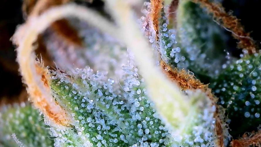 Milky Way F1. Week 10