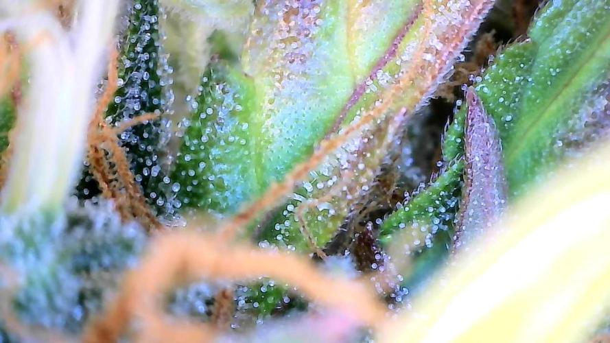 Milky Way F1. Week 10
