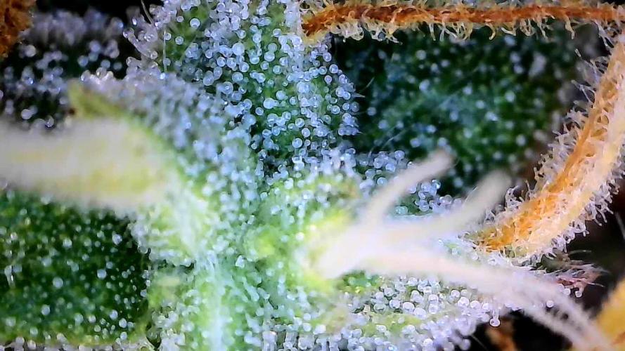 Milky Way F1. Week 10