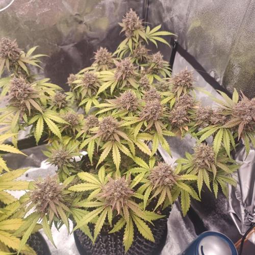 Break-up Cake AUTO 2x - beginner grow. Week 10 - Right pot 08. 08.