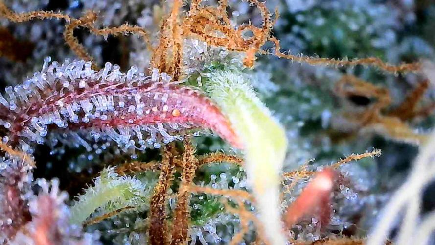 Break-up Cake AUTO 2x - beginner grow. Week 10