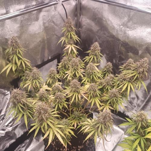Break-up Cake AUTO 2x - beginner grow. Week 10 - Left pot 08. 08.