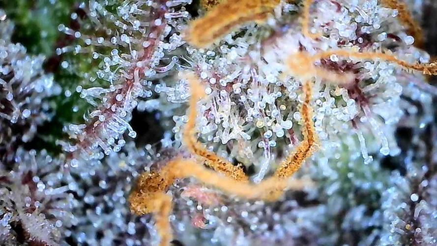 Break-Up Cake Auto. Week 10