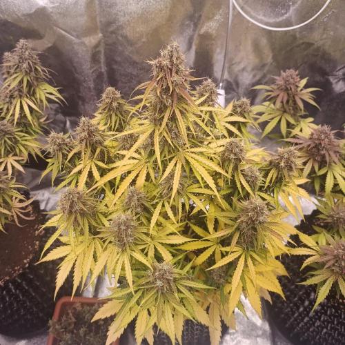 Milky Way F1. Week 11