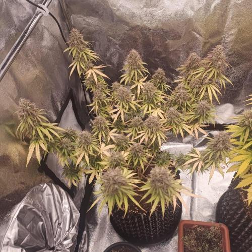Break-up Cake AUTO 2x - beginner grow. Week 11 - Left pot