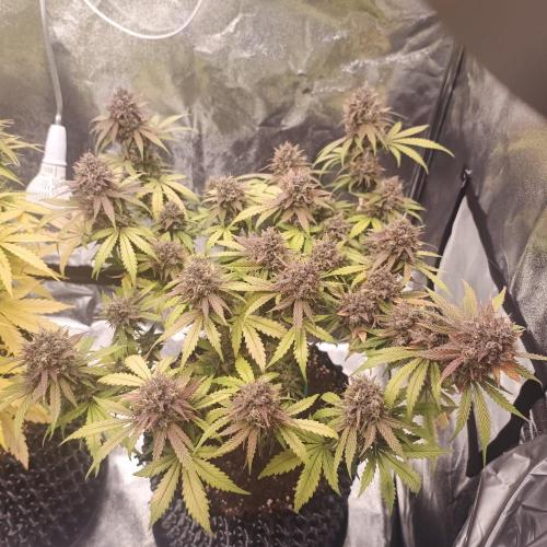 Break-up Cake AUTO 2x - beginner grow. Week 11 - Right pot