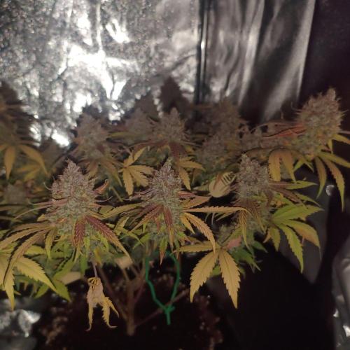 Break-up Cake AUTO 2x - beginner grow. Week 11 - 14. 08.