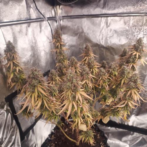 Break-up Cake AUTO 2x - beginner grow. Week 11 - 14. 08.