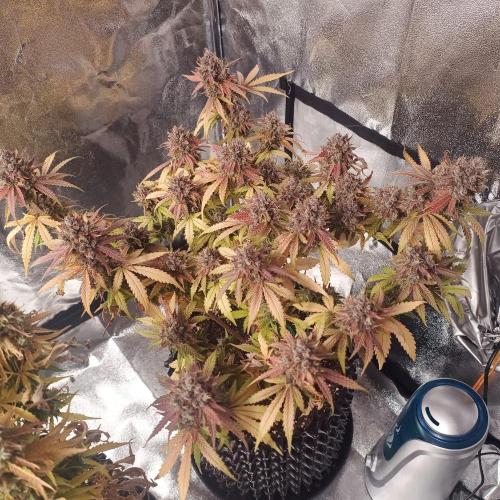 Break-up Cake AUTO 2x - beginner grow. Week 11 - 14. 08.