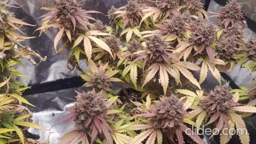 Break-up Cake AUTO 2x - beginner grow