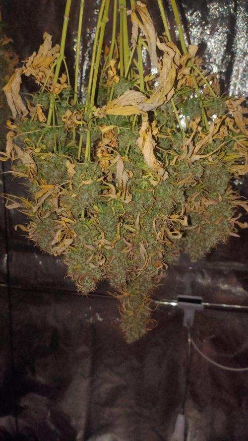 Milky Way F1. Week 12