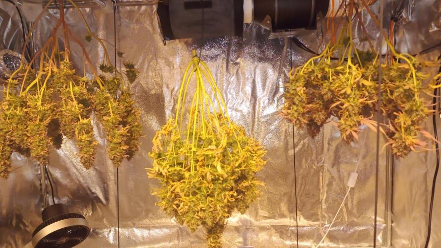 Milky Way F1. Week 12