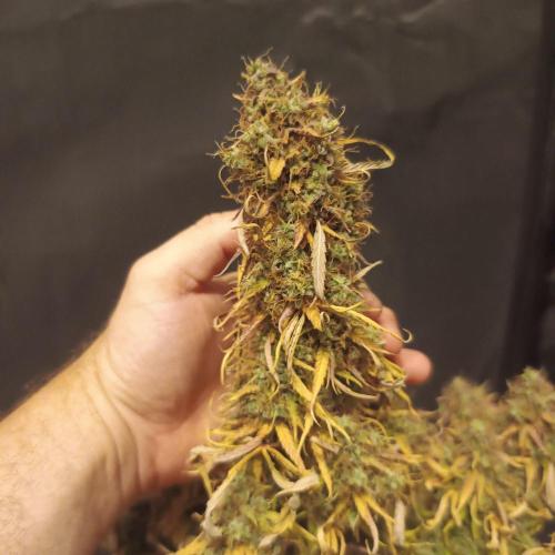 Milky Way F1. Week 12