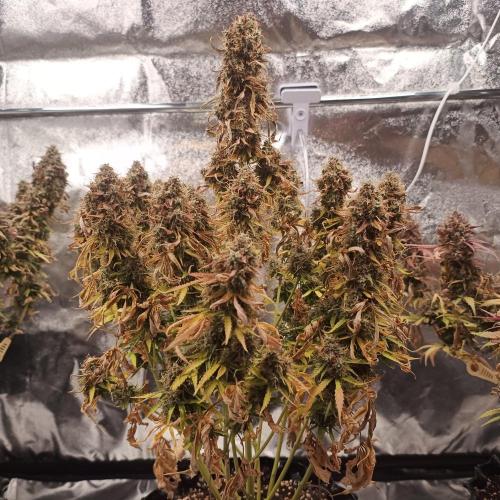 Milky Way F1. Week 12