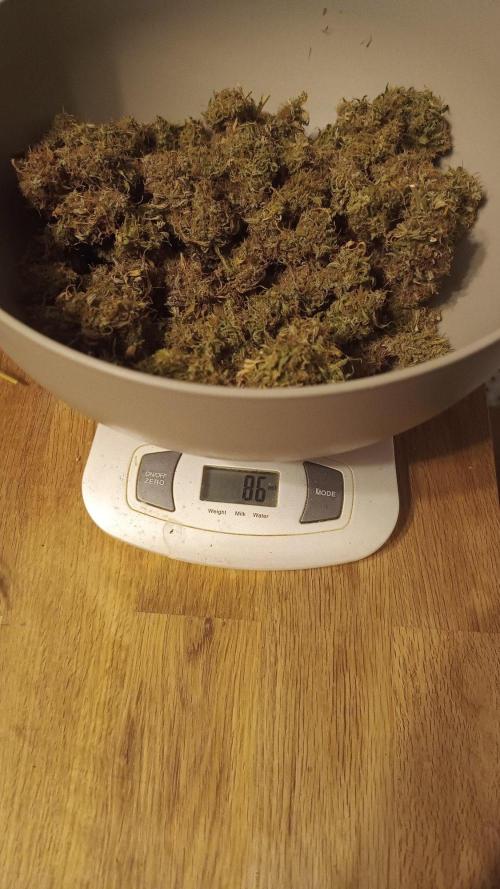 Milky Way F1. Week 12
