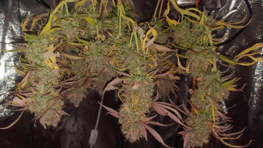 Break-up Cake AUTO 2x - beginner grow. Week 12