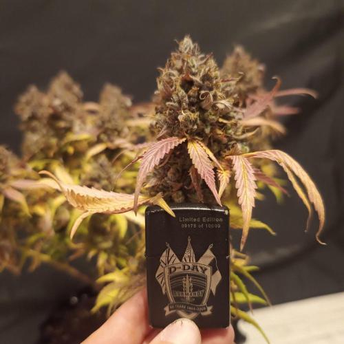 Break-up Cake AUTO 2x - beginner grow. Week 12