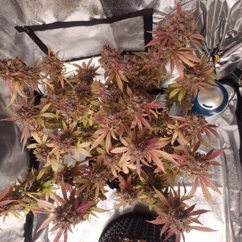 Break-up Cake AUTO 2x - beginner grow. Week 12