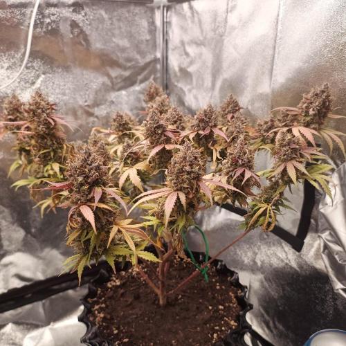 Break-up Cake AUTO 2x - beginner grow. Week 12