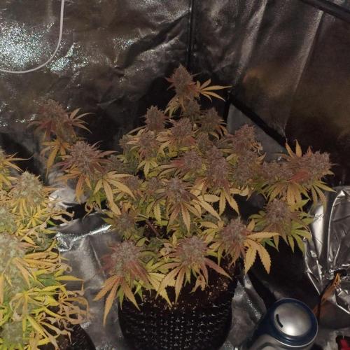Break-up Cake AUTO 2x - beginner grow. Week 12