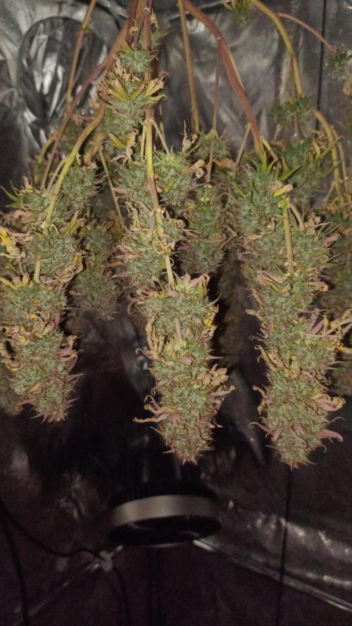 Break-up Cake AUTO 2x - beginner grow. Week 12