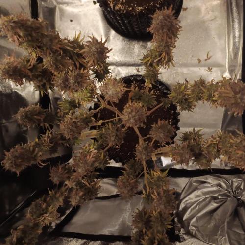 Break-up Cake AUTO 2x - beginner grow. Week 12
