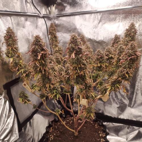 Break-up Cake AUTO 2x - beginner grow. Week 12